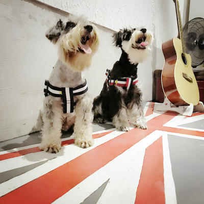 Trendy Pet Harness and Leash for Dogs of All Sizes